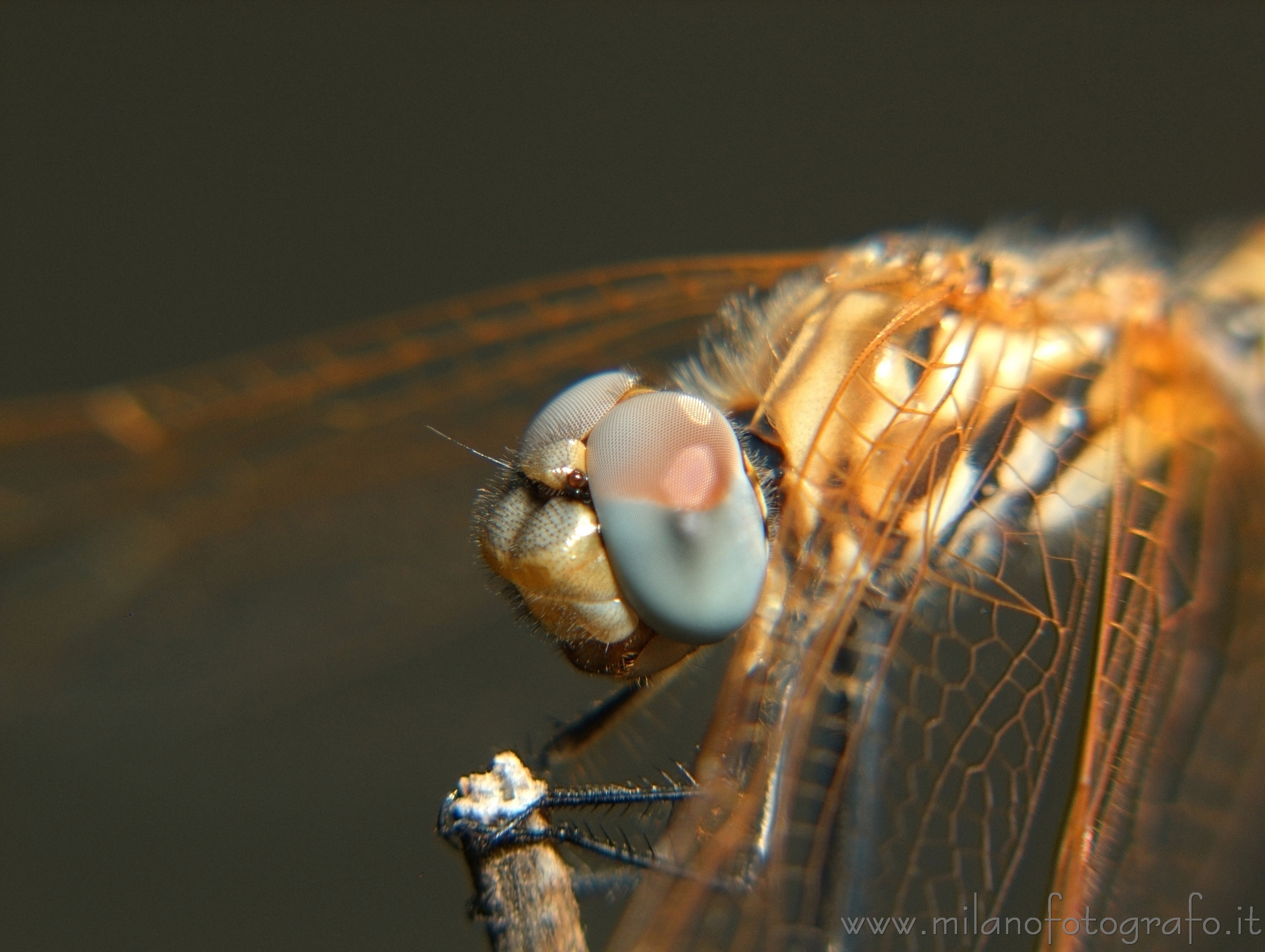 Torre San Giovanni (Lecce, Italy) - Female Trithemis annulata